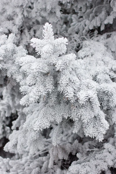 Humor de invierno — Foto de Stock