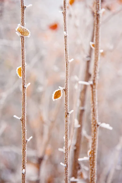 Modo invernale — Foto Stock