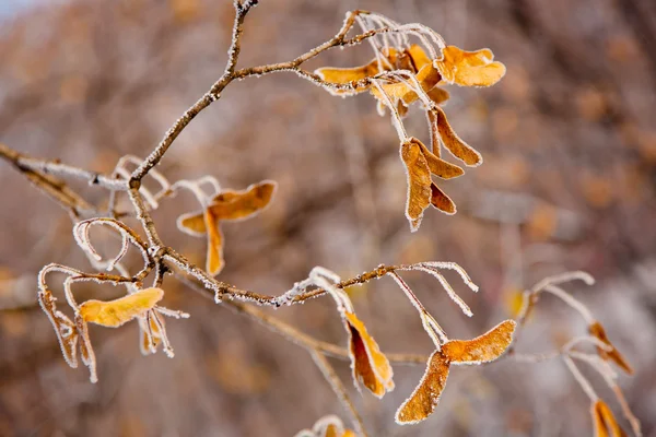 Modo invernale — Foto Stock