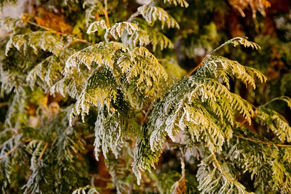 Winter stemming — Stockfoto