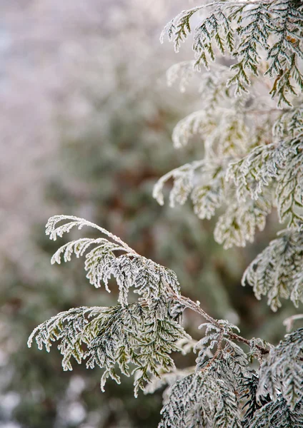 Winter mood — Stock Photo, Image