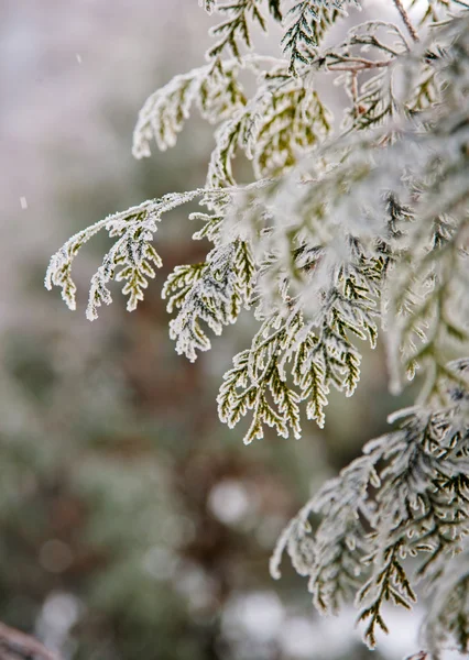 Modo invernale — Foto Stock