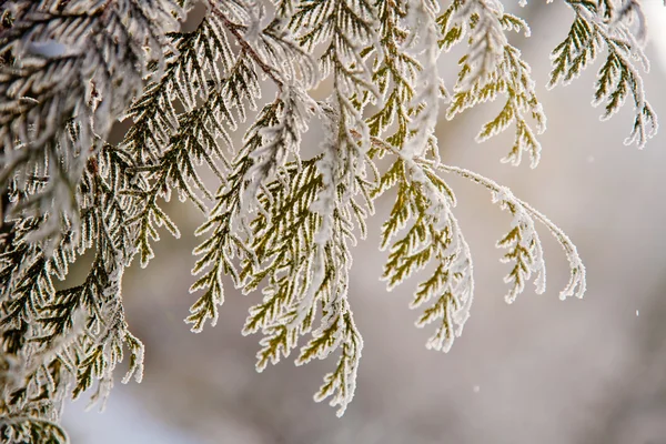 Winter stemming — Stockfoto