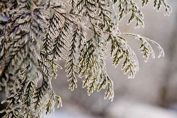 Winter mood — Stock Photo, Image