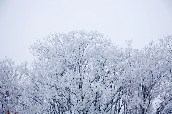 Vintern humör — Stockfoto