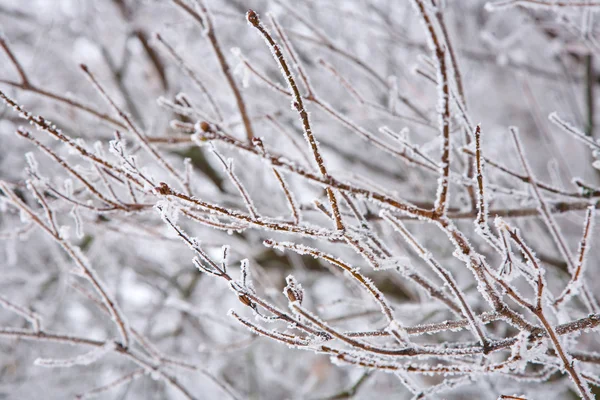 Humor de invierno — Foto de Stock