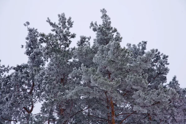 Vintern humör — Stockfoto