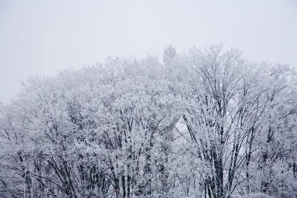 Winterstimmung — Stockfoto