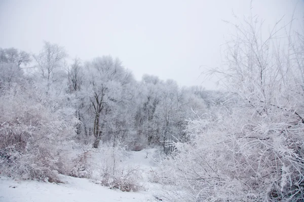 Humor de invierno — Foto de Stock