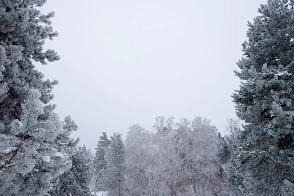 Nastrój zimowy — Zdjęcie stockowe