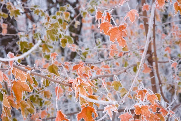 Modo invernale — Foto Stock