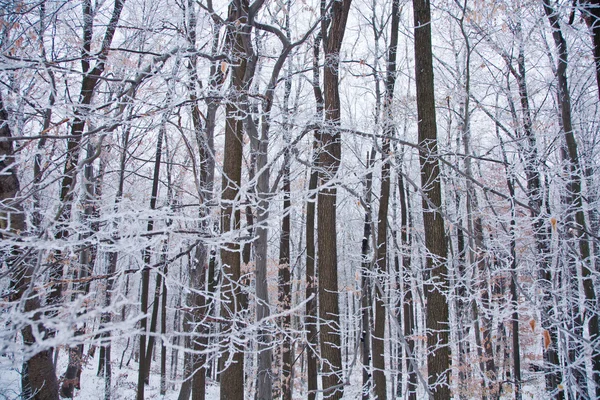 Winterstimmung — Stockfoto