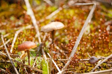 mantar halüsinojeni