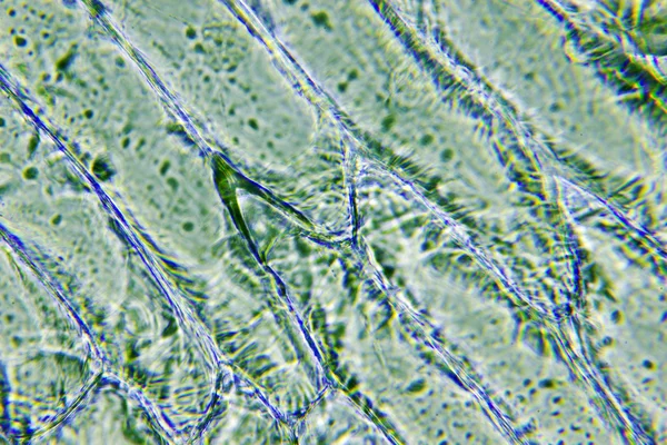 Células de cebola — Fotografia de Stock