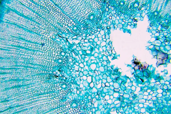 Растительные клетки — стоковое фото
