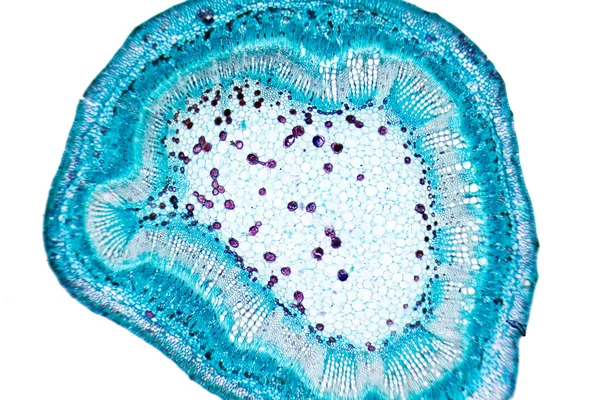 植物の細胞 ロイヤリティフリーのストック画像