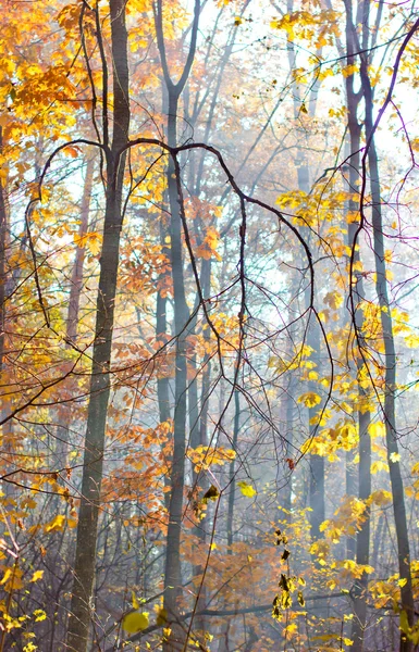 Niebla mañana bosque — Foto de Stock