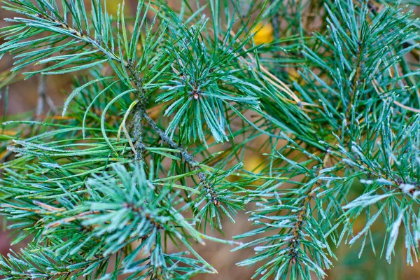 Winter frost pine — Stock Photo, Image