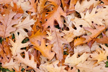 düşen sonbahar yaprakları