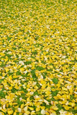 düşen sonbahar yaprakları