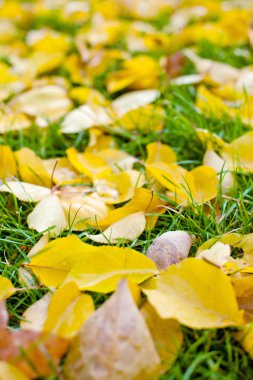 düşen sonbahar yaprakları