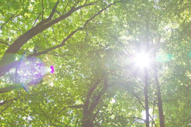 yoğun orman çalılık