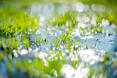 yoğun orman çalılık