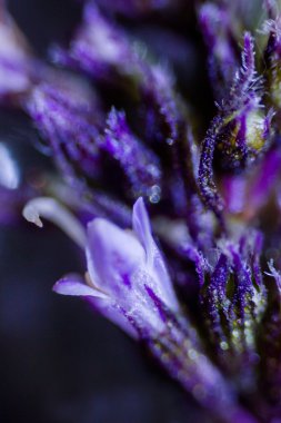 nane çiçek mikroskop altında