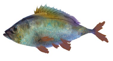 Fish2