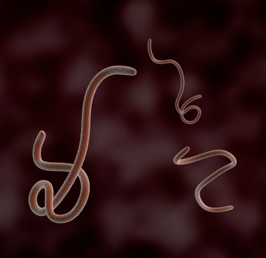 mikroskop altında ebola bakteri