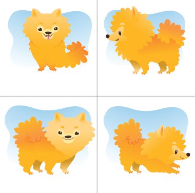 Küçük pomeranian spitz kümesi 