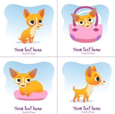 Kesilmiş köpek dizi: chihuahua