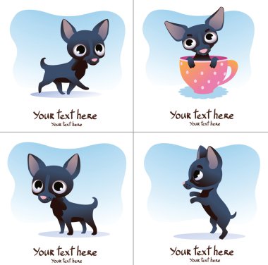 Kesilmiş köpek dizi: chihuahua