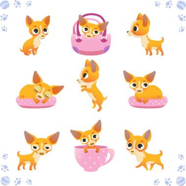 Sevimli köpek dizi: chihuahua cinsi