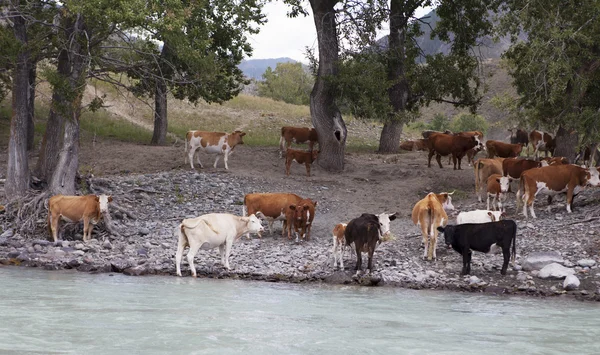 Αγελάδες κοντά στο ποτάμι βουνό βαμβάκι, Αλτάι, Ρωσία — Φωτογραφία Αρχείου