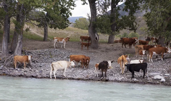 Kor nära mountain river Katun, Altai, Ryssland — Stockfoto