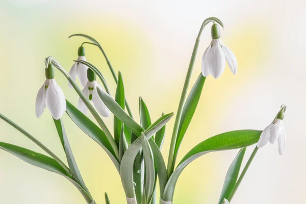 Gotas de neve na primavera em um fundo verde — Fotografia de Stock