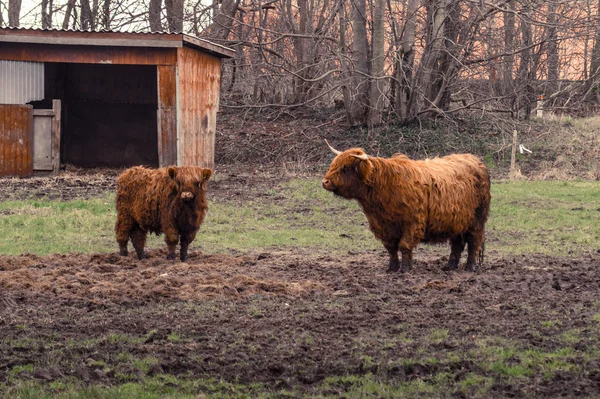 在一个农场的苏格兰高地牛 — 图库照片