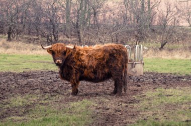 Bir çiftlikte İskoç yayla inek