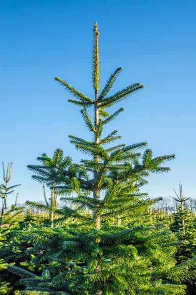 Choinka na plantacji z błękitnego nieba — Zdjęcie stockowe