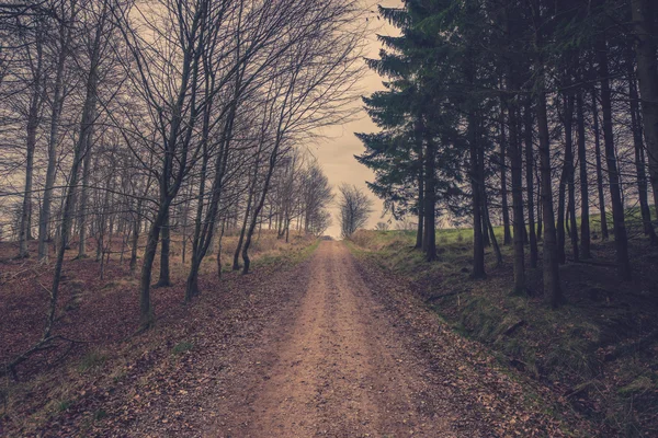 Wanderweg im Wald im Herbst — Stockfoto