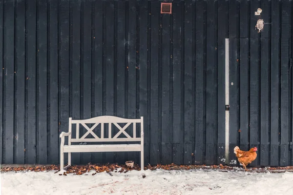 Kip op zoek naar voedsel in de winter — Stockfoto