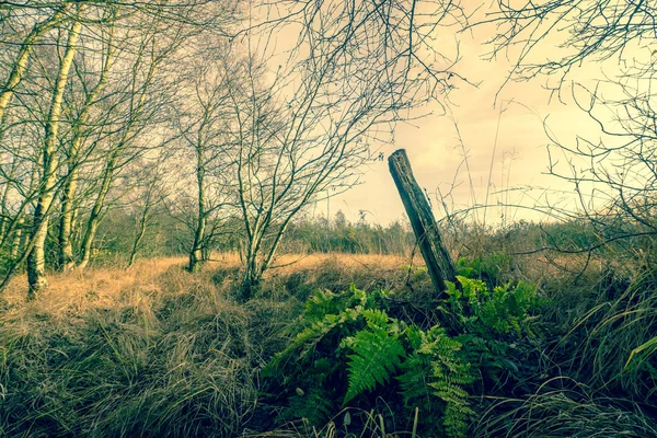 Zielony paproci w jesień natura — Zdjęcie stockowe