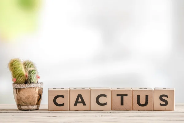 Kaktusskilt med en plante – stockfoto