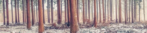 Stromy v zimě v lese — Stock fotografie