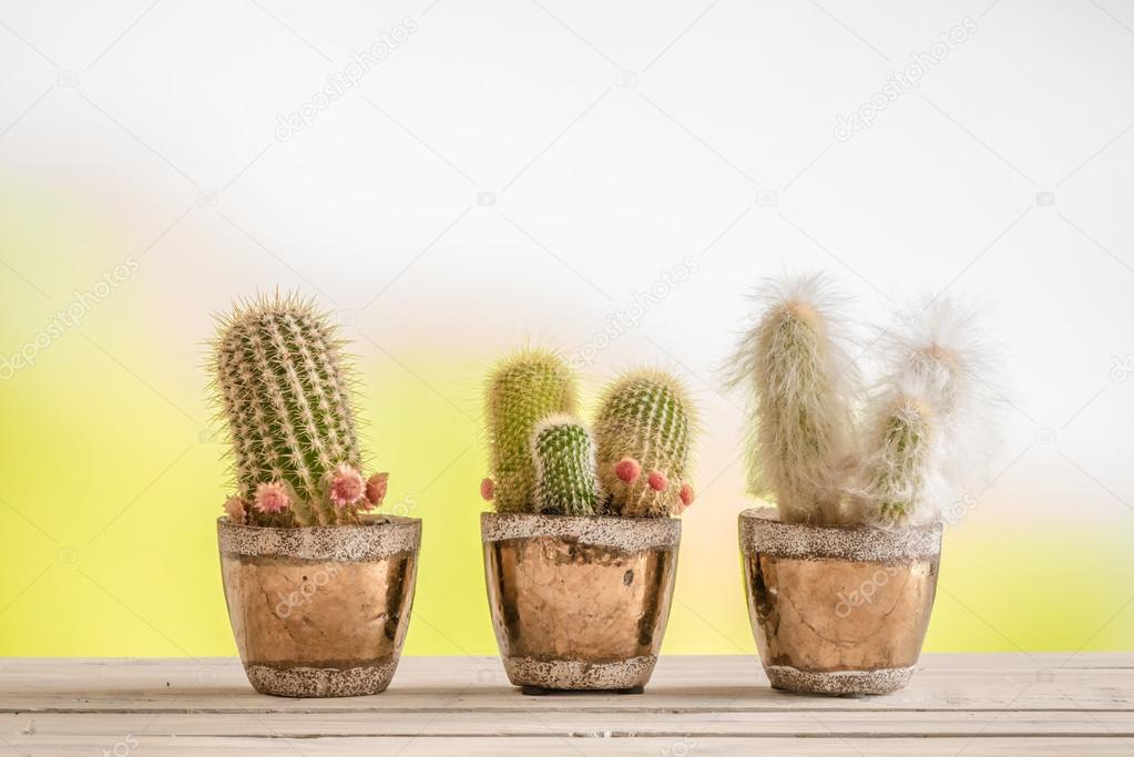 Three cactus on a wooden table