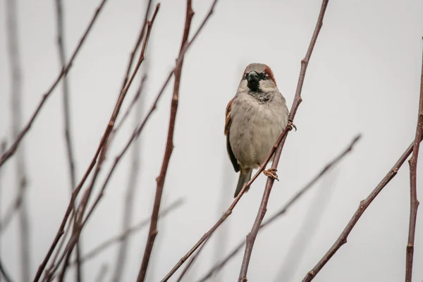 Sparrow på en kvist på vintern — Stockfoto