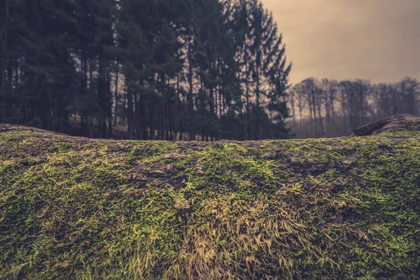 Holzoberfläche mit Moos — Stockfoto