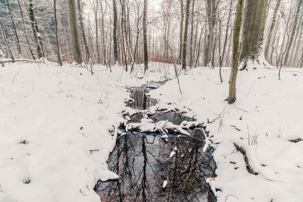 Kışın bir ormandaki Creek — Stok fotoğraf