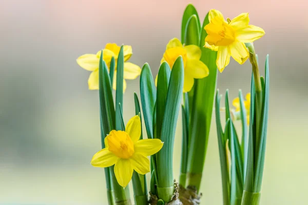 Påskliljor blommor närbild på våren — Stockfoto